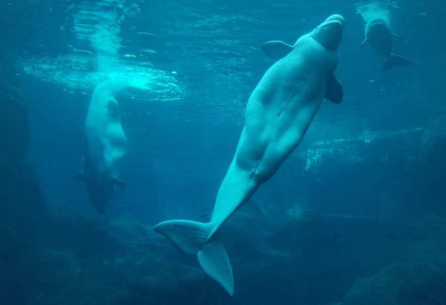 beluga whale that looks like a mermaid